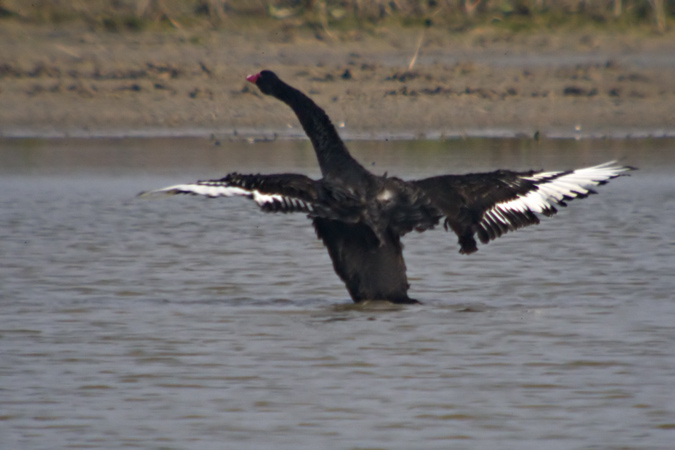 Cigne negre (Cygnus atratus) 2de2