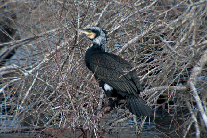 Corb marí gros ( Phalacrocorax carbo )