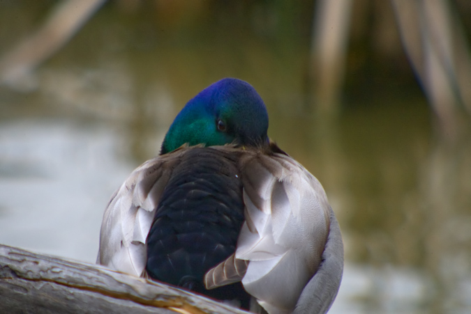 Ànec coll-verd (Anas platyrhynchos)