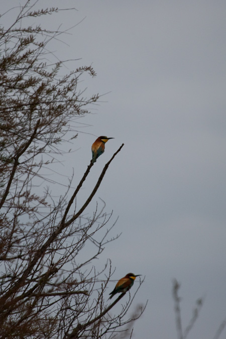 Abellerol (Merops apiaster)