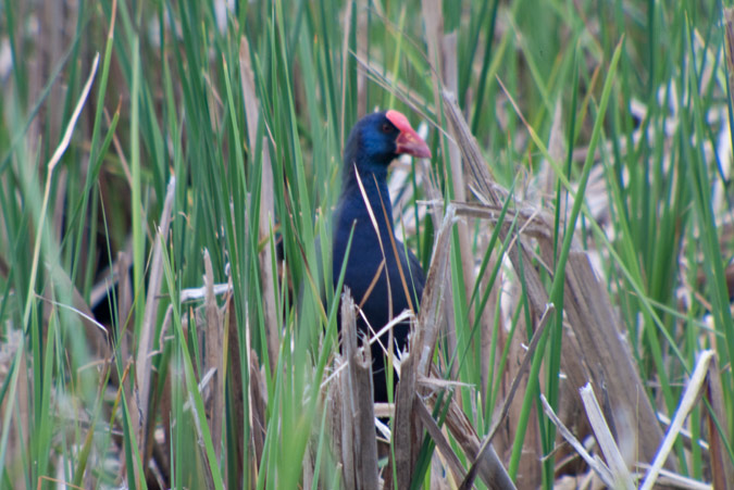 Polla blava (Porphyrio porphyrio) 1de2