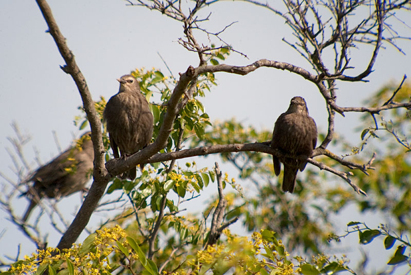 Estornell vulgar(Sturnus vulgaris)