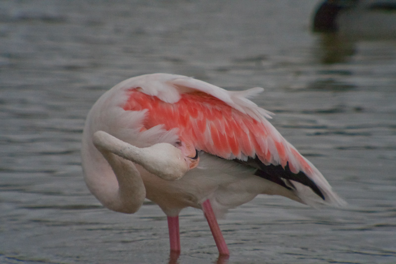 Flamenc (Phoenicopterus roseus)