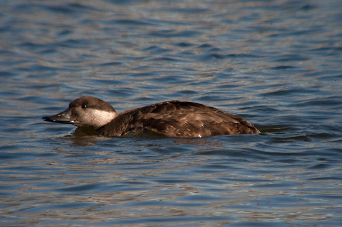 Ànec negre. Melanitta nigra.