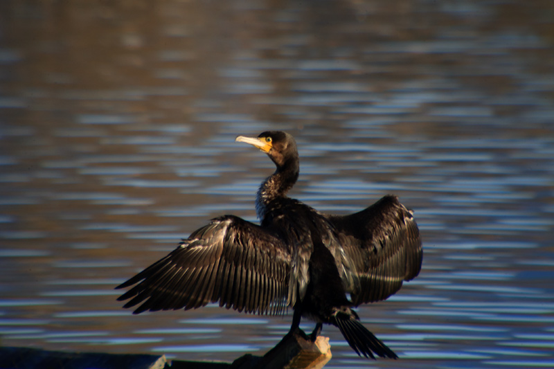 Corb Marí (phalacrocorax carbo)