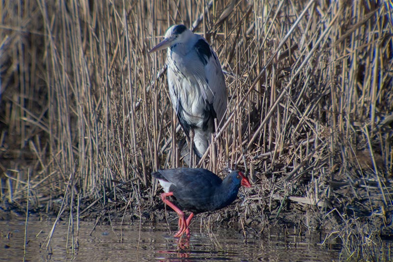 Bernat pescaire (Ardea cinerea) i Polla blava (Porphyrio porphyrio)