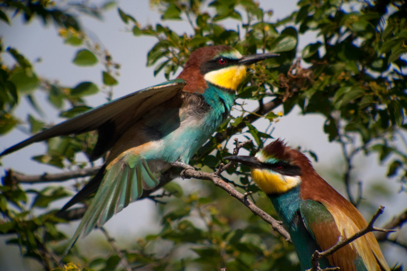 Abellerol (Merops apiaster)