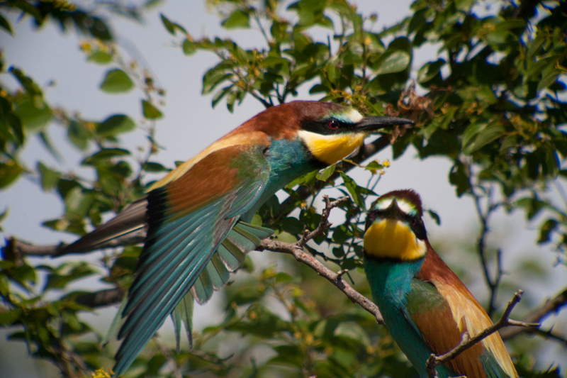 Abellerol (Merops apiaster)