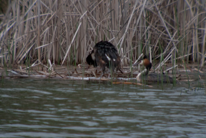 Cabussó emplomallat (Podiceps cristatus) 3de7