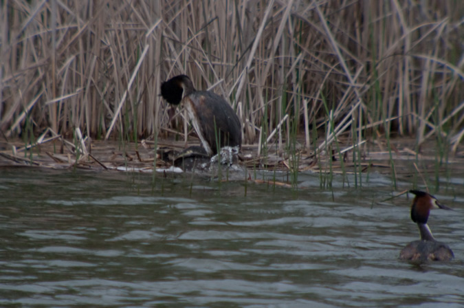 Cabussó emplomallat (Podiceps cristatus) 5de7
