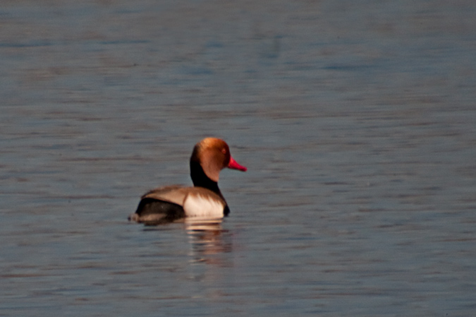 Xibec (Netta rufina)