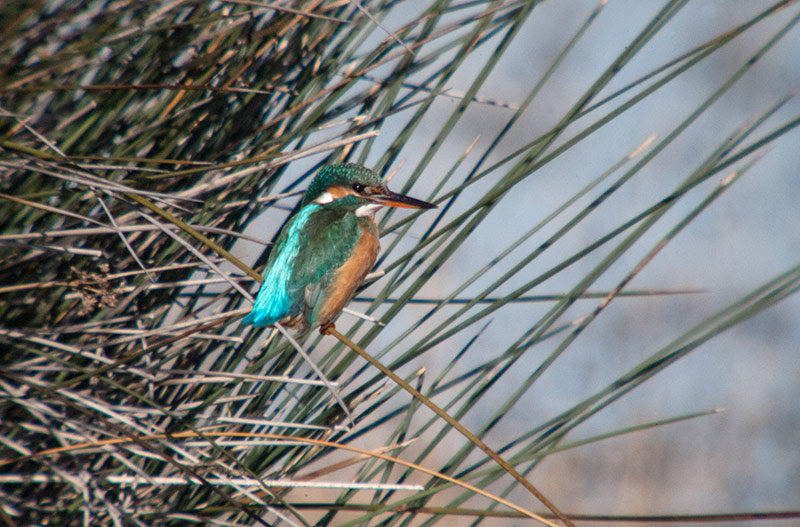 Blauet (Alcedo atthis)