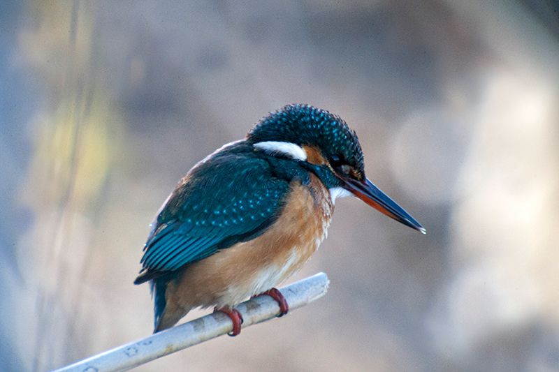 Blauet (Alcedo atthis)