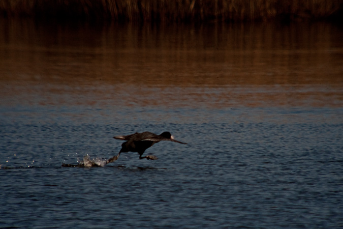 Fotja (Fulica atra) 1de3