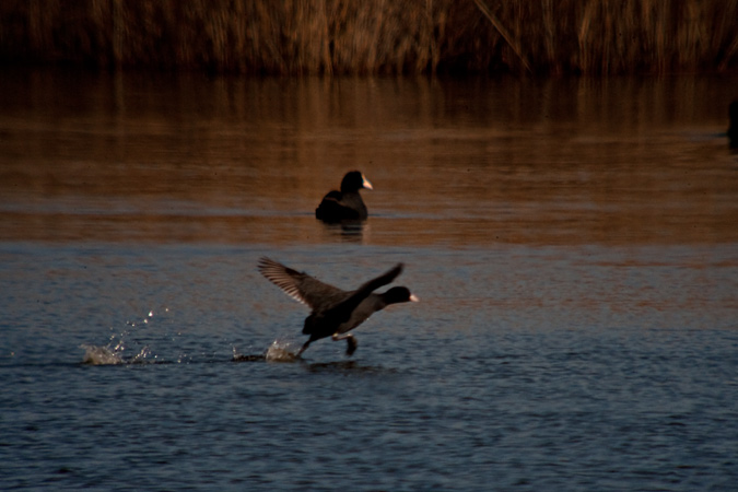 Fotja (Fulica atra) 3de3