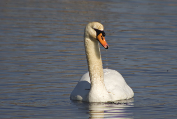 Cigne mut (Cygnus olor)