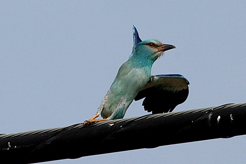 Gaig blau (Coracias garrulus)