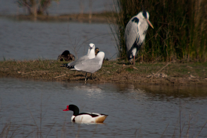 Ànec blanc. (Tadorna tadorna) Gavina corsa (Larus audouinii) Bernat pescaire (Ardea cinerea)