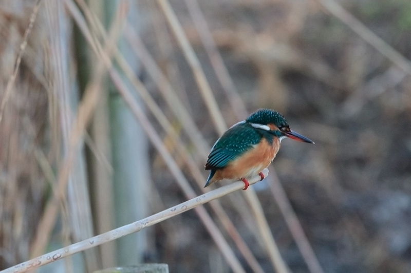 Blauet (Alcedo atthis)