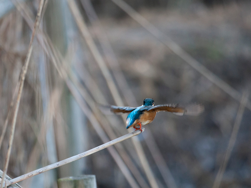 Blauet (Alcedo atthis)