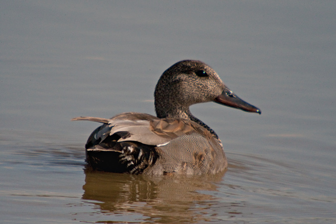 Anec Griset (Anas strepera)