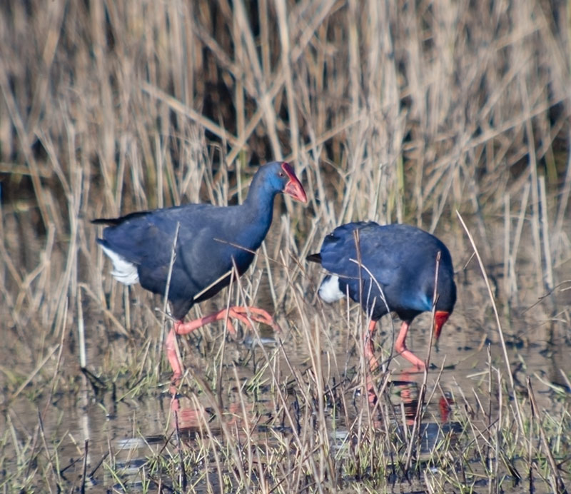 Polla blava (Porphyrio porphyrio)