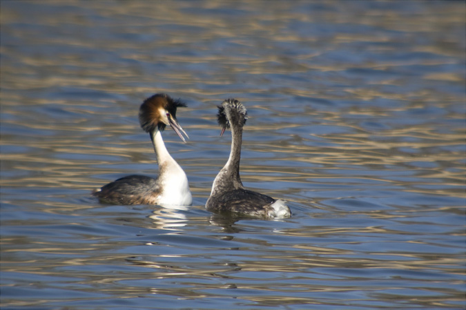 Cabussó emplomallat (Podiceps cristatus) 1de7