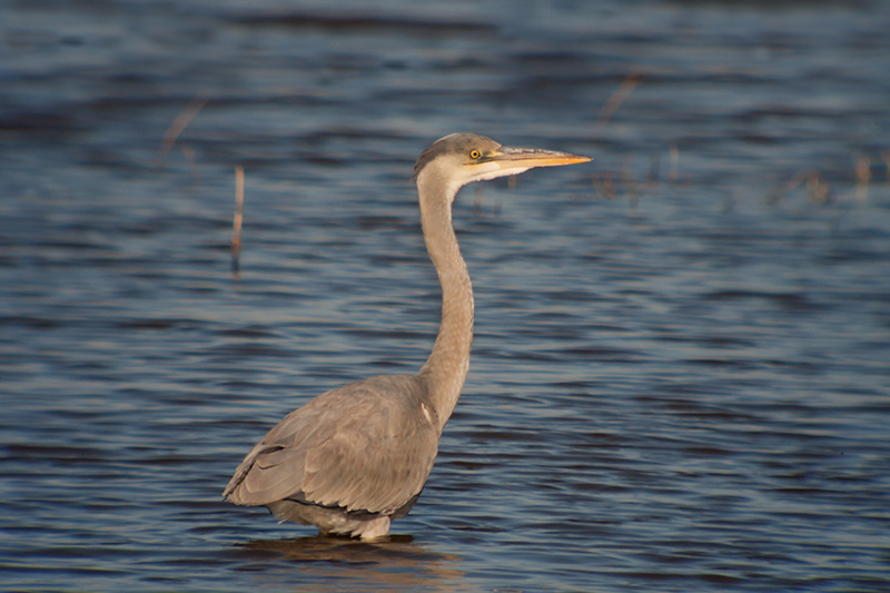 Bernat pescaire (Ardea cinerea)