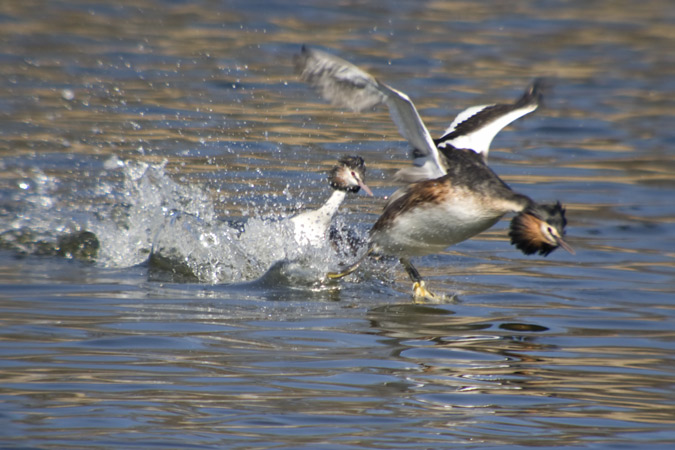 Cabussó emplomallat (Podiceps cristatus) 3de7