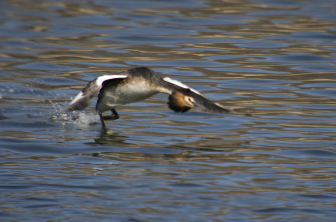 Cabussó emplomallat (Podiceps cristatus) 4de7