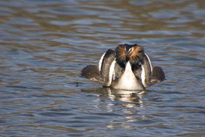 Cabussó emplomallat (Podiceps cristatus) 6de7