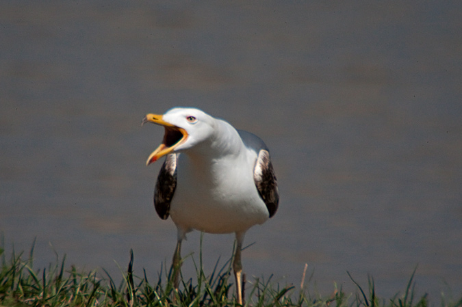 Gavià argentat (Larus michaellis)