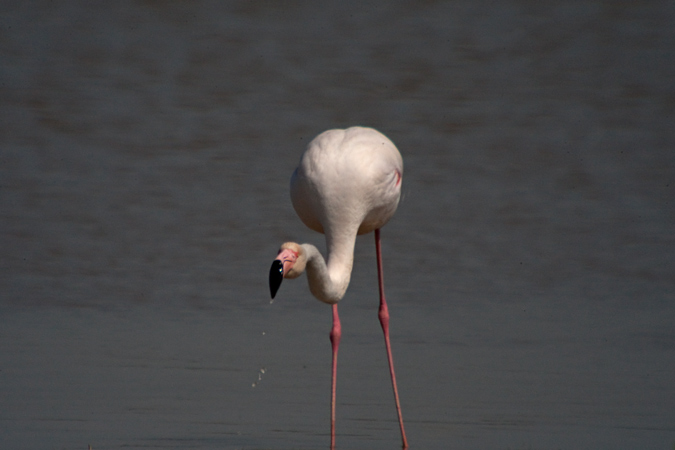 Flamenc (Phoenicopterus roseus)