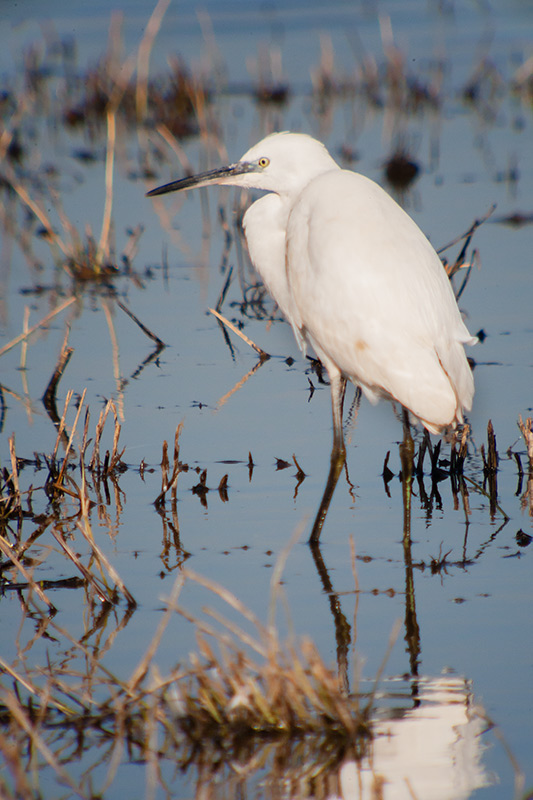 Martinet blanc (Egretta garzetta)