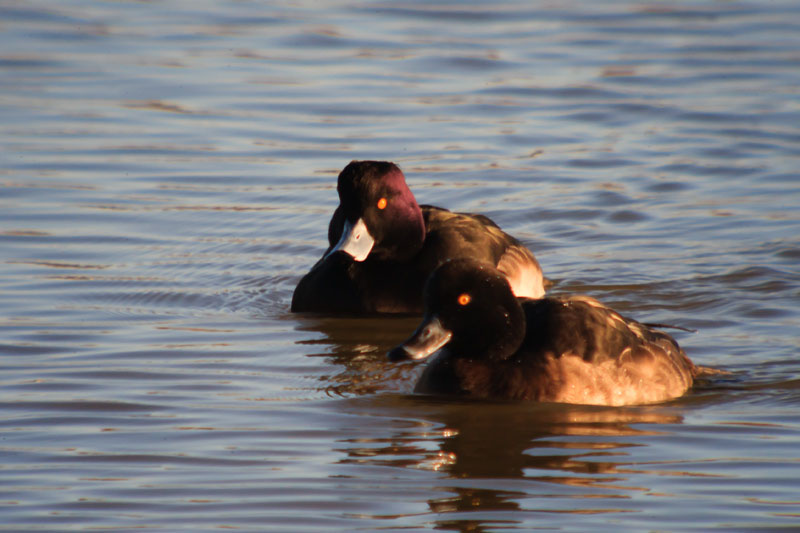 Morell de plomall (Aythya fuligula)