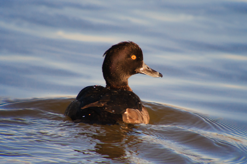 Morell de plomall (Aythya fuligula)