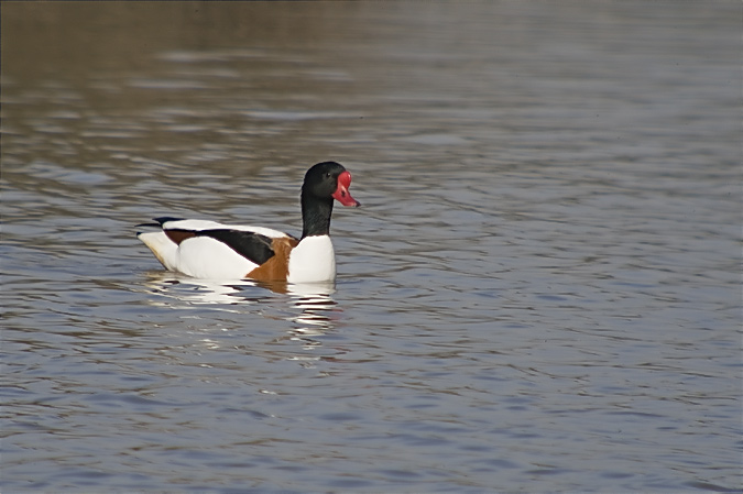 Ànec blanc (Tadorna tadorna)