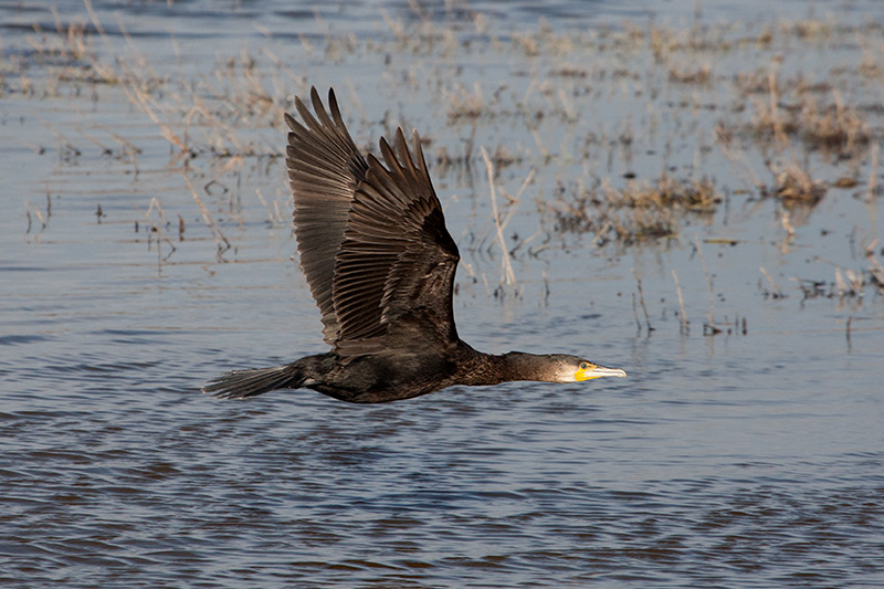 Corb marí (Phalacrocorax carbo)