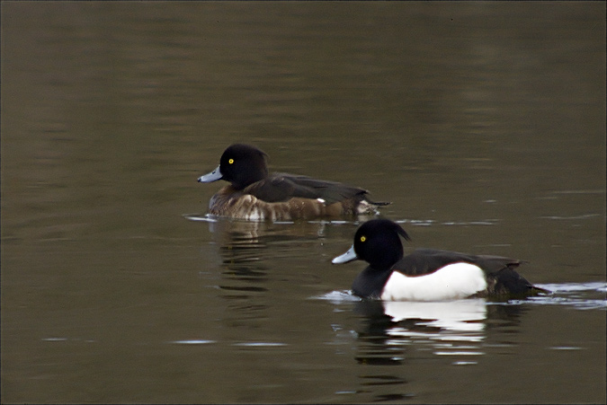 Morell de plomall (Aythya fuligula)