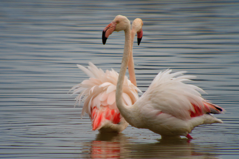 Flamencs (Phoenicopterus ruber)