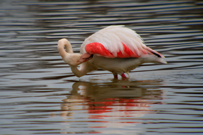 Flamenc (Phoenicopterus ruber)