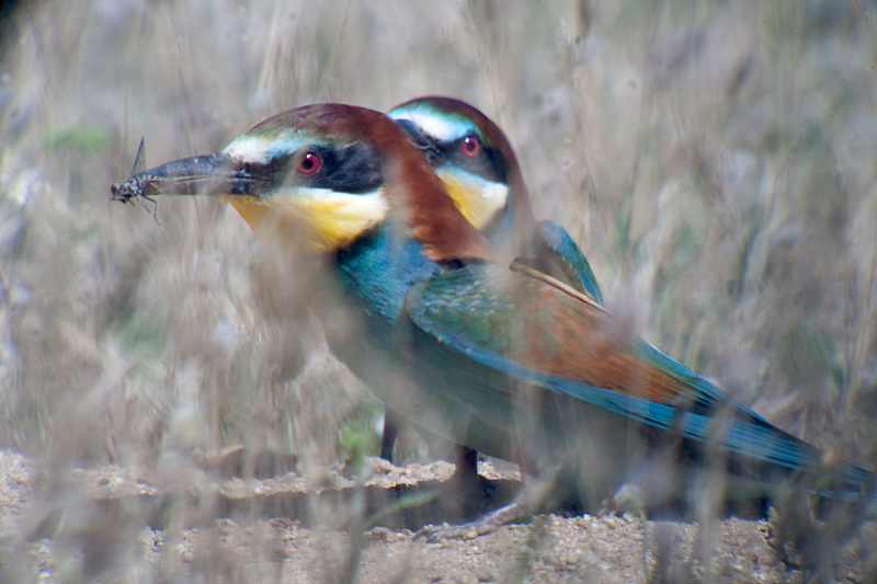 Abellerols (Merops apiaster)