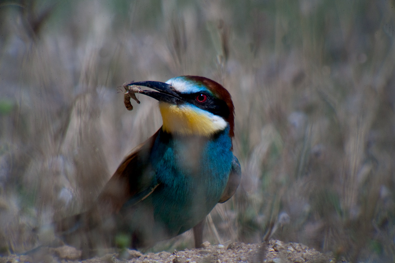 Abellerol (Merops apiaster)