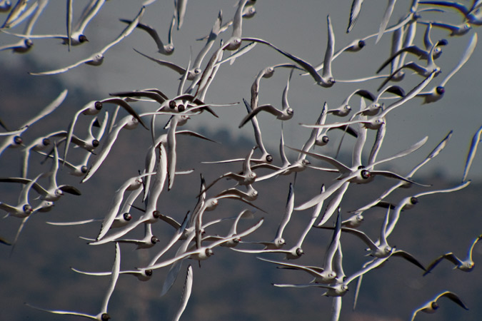 Gavina vulgar (Larus ridibundus)