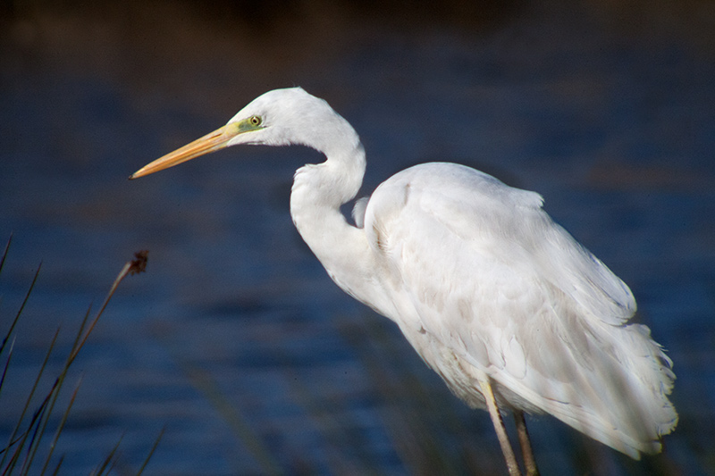 Agró blanc (Ardea alba)