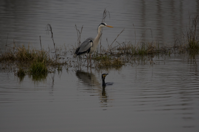 Bernat pescaire (Ardea cinerea)  2de2