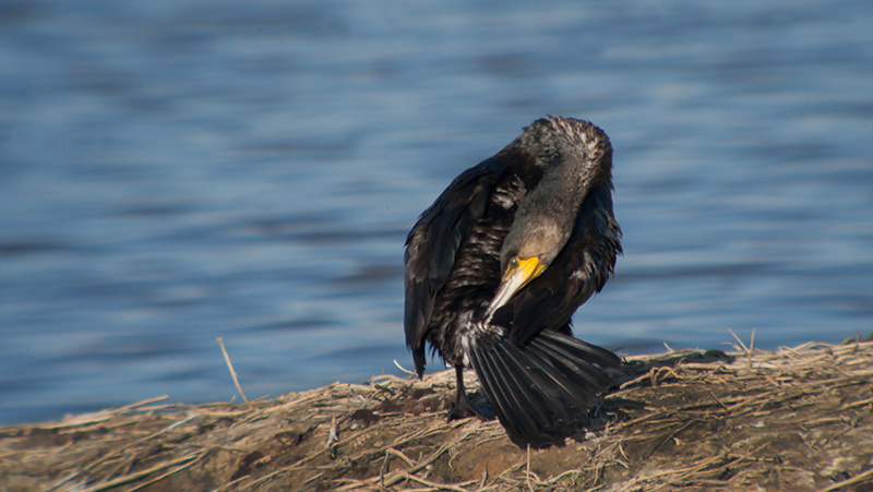 Corb marí (Phalacrocorax carbo)