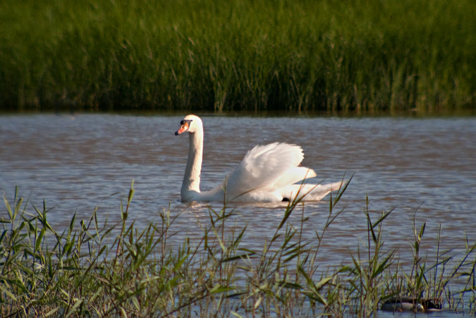 Cigne mut (Cygnus olor)