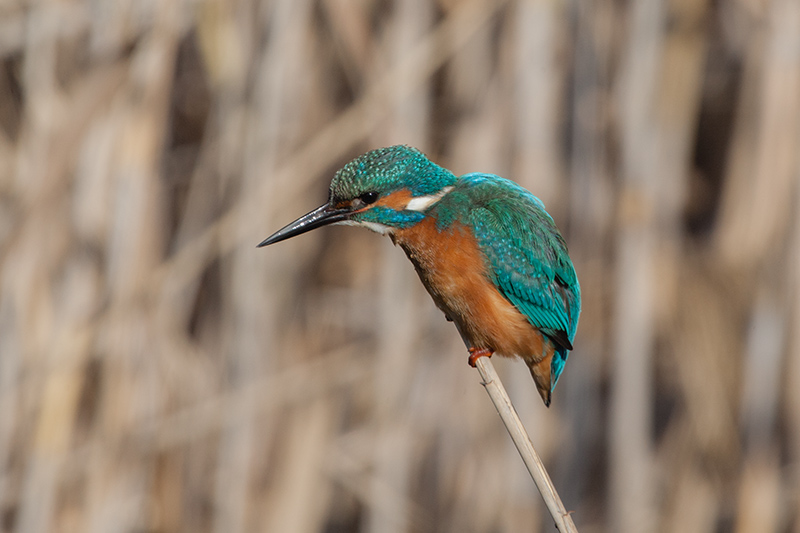 Blauet (Alcedo atthis)