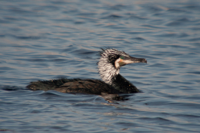 Corb marí gros ( Phalacrocorax carbo )